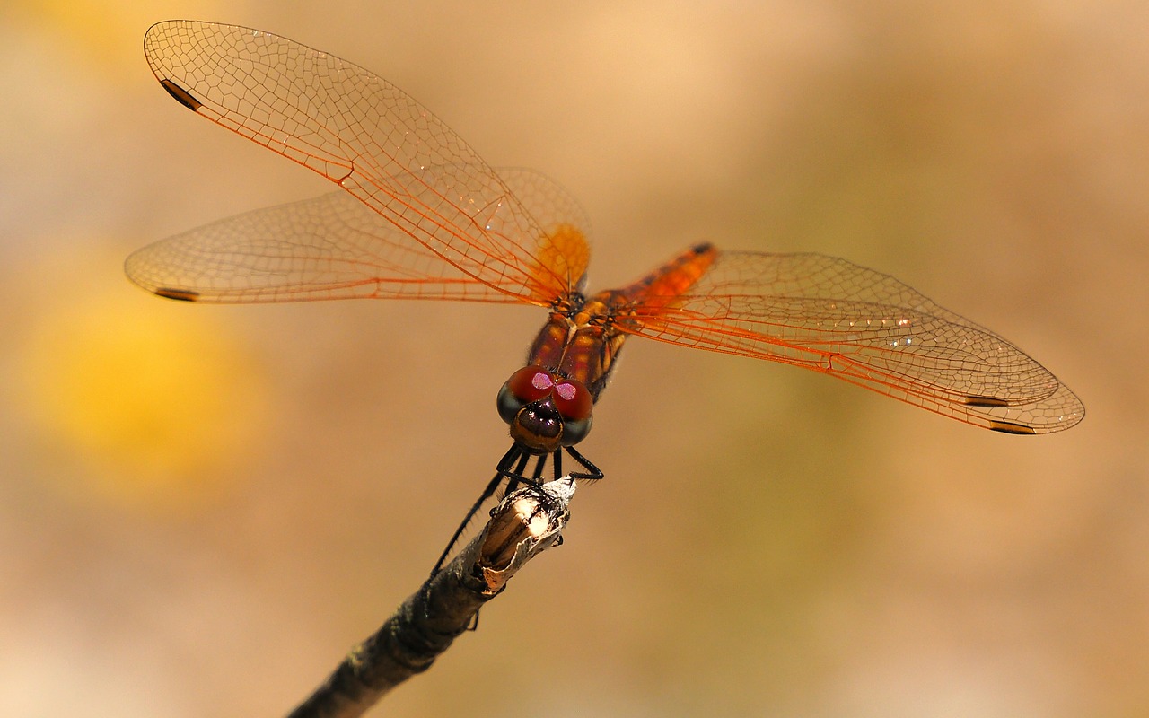 nature dragonfly insects free photo