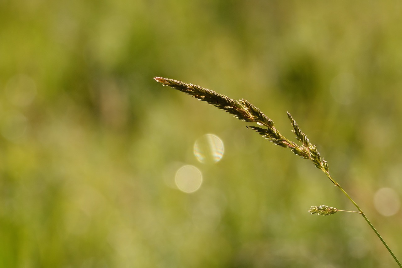 nature weeds grass free photo