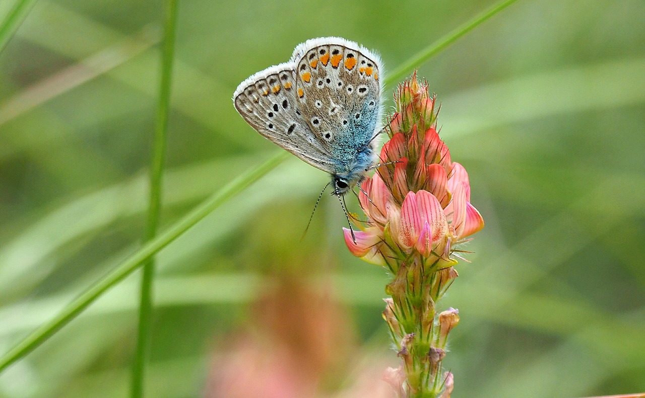 nature butterfly azure free photo