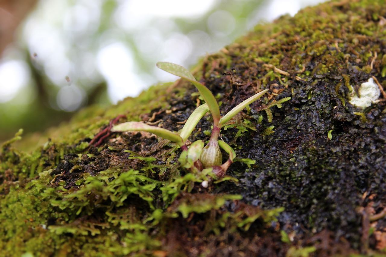 nature moss green free photo