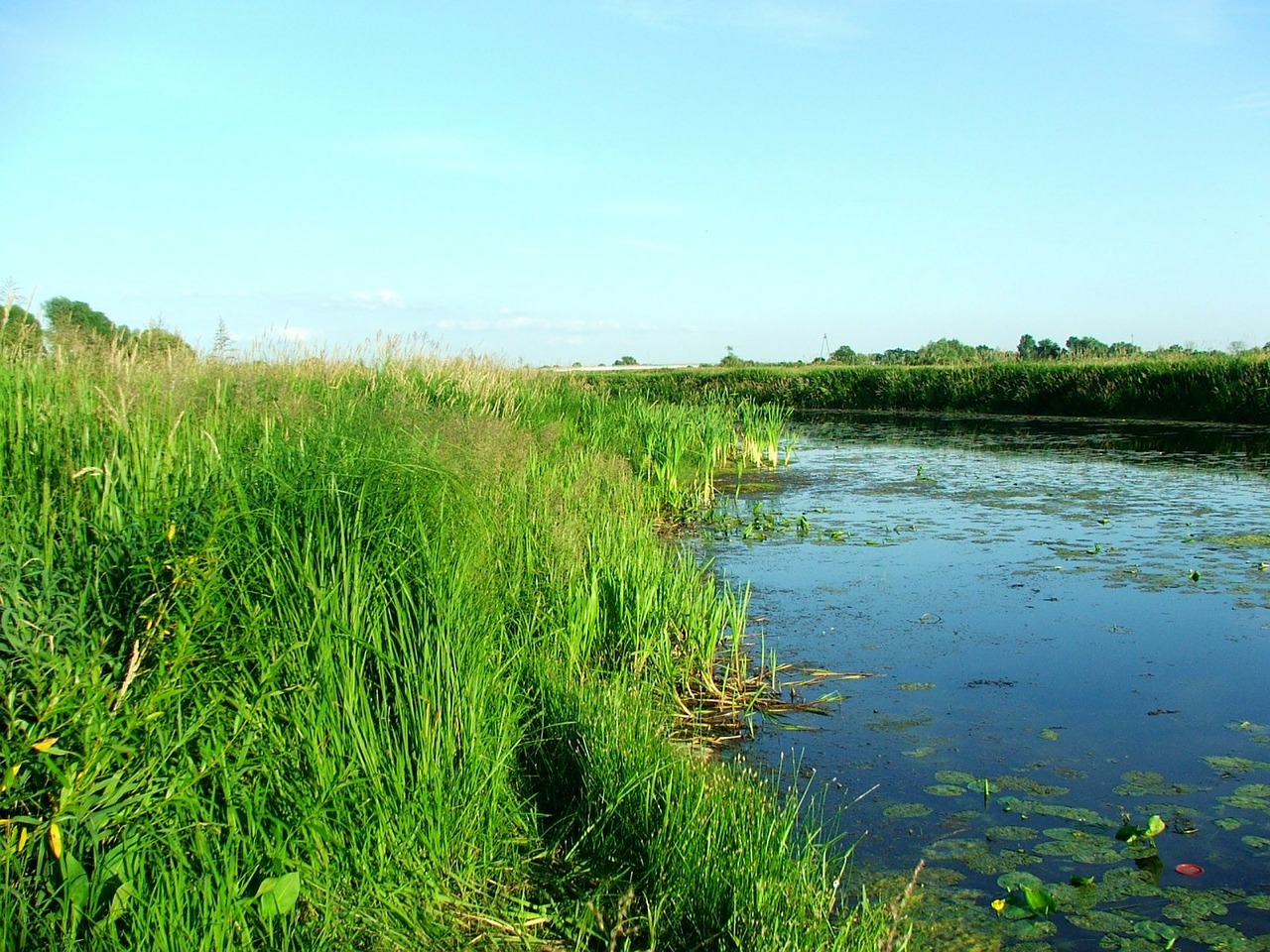 nature river warta free photo