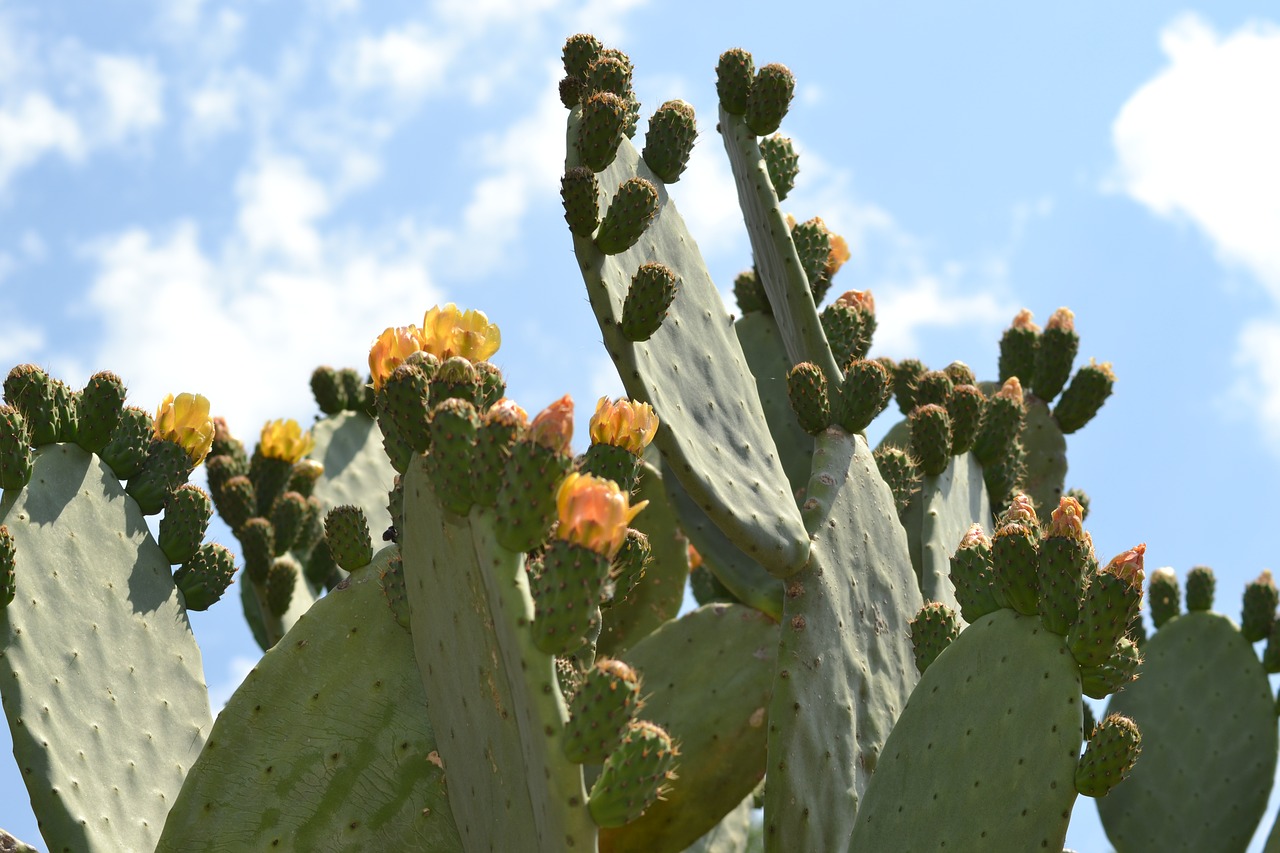 nature cactus green free photo