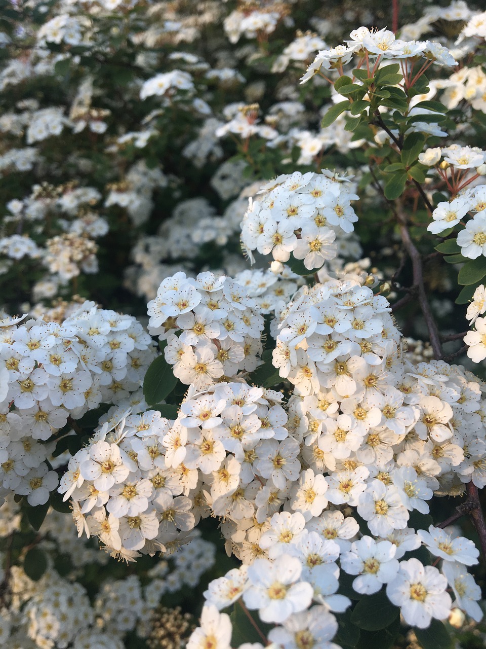 nature white flowers summer free photo