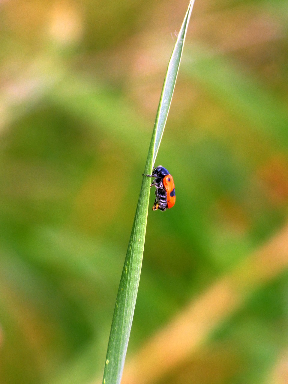 nature insect red free photo