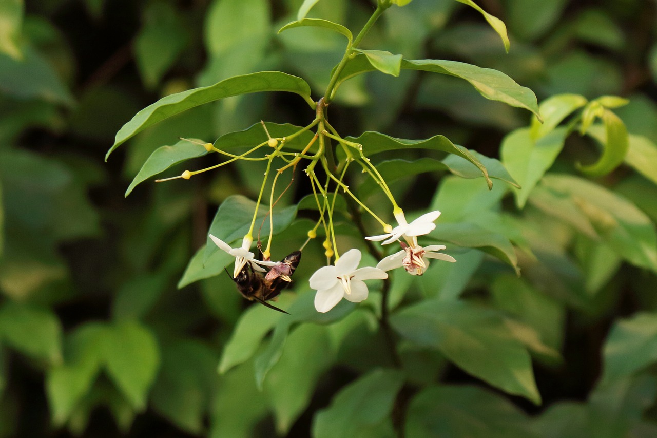 nature bee leaf free photo