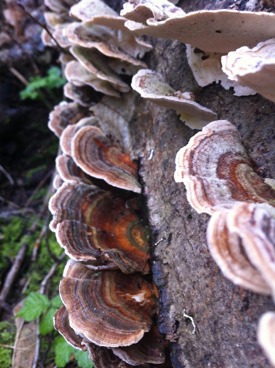 nature mushroom log free photo