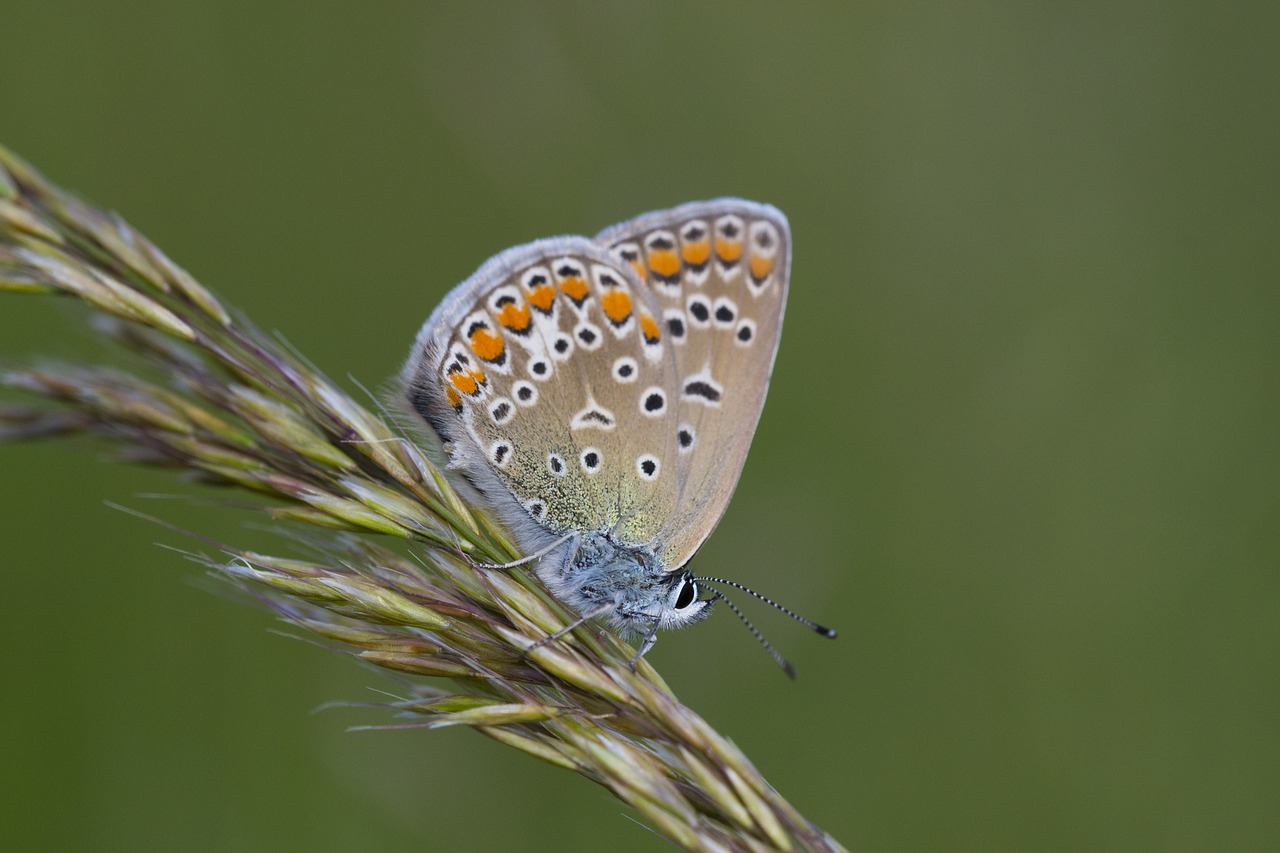 nature insect macro free photo