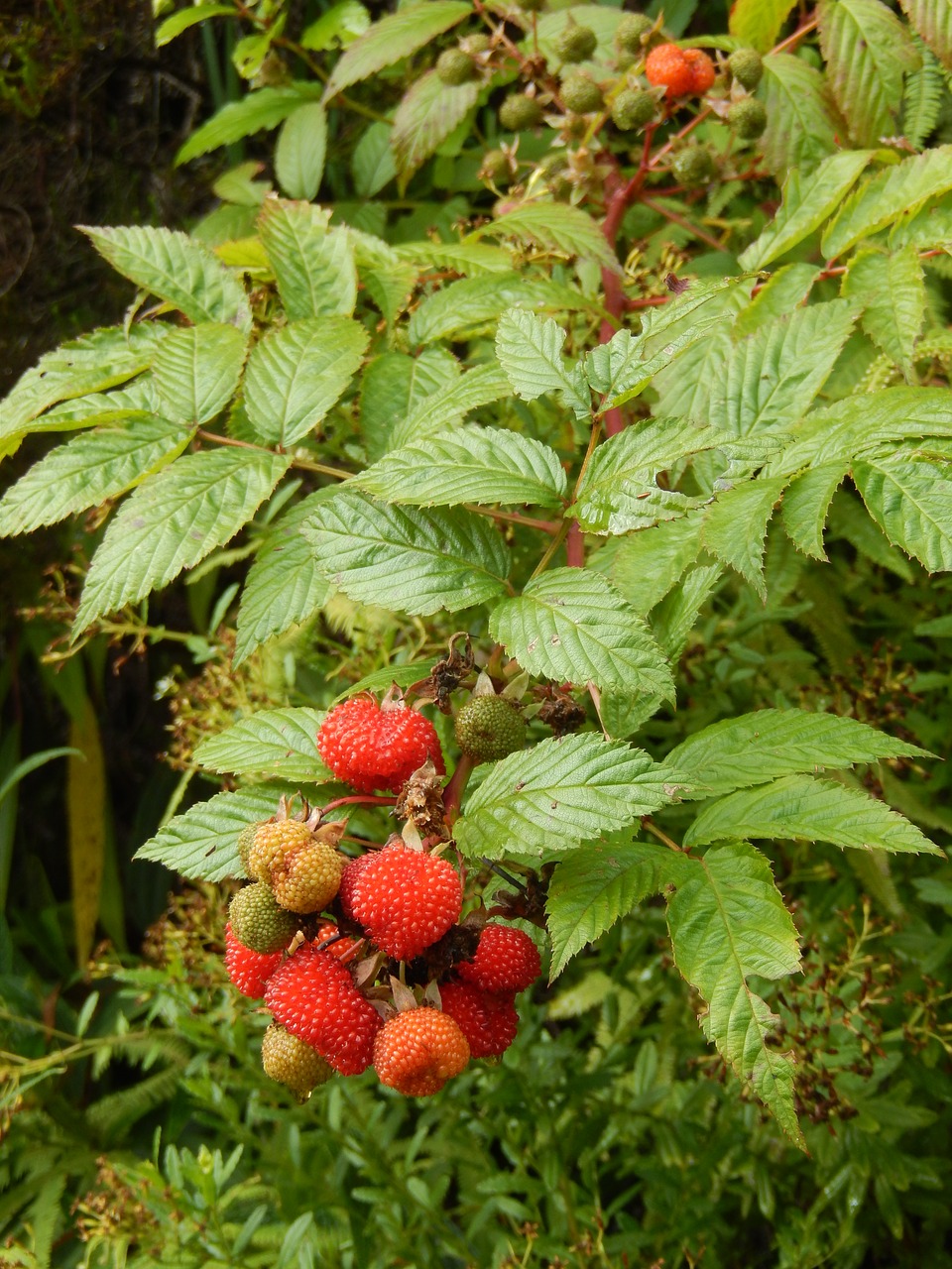 nature red fruits forest free photo