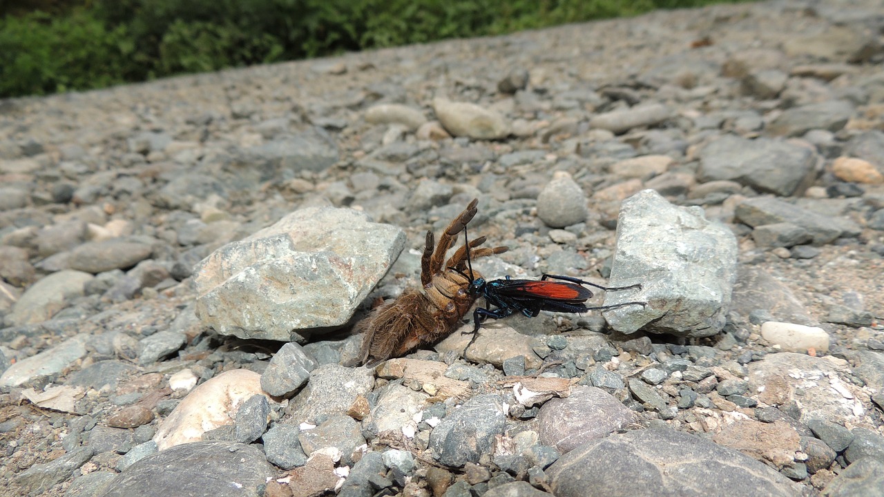 nature insects armenia free photo