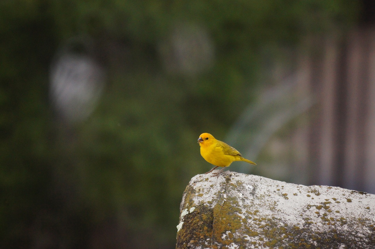 nature animals armenia free photo