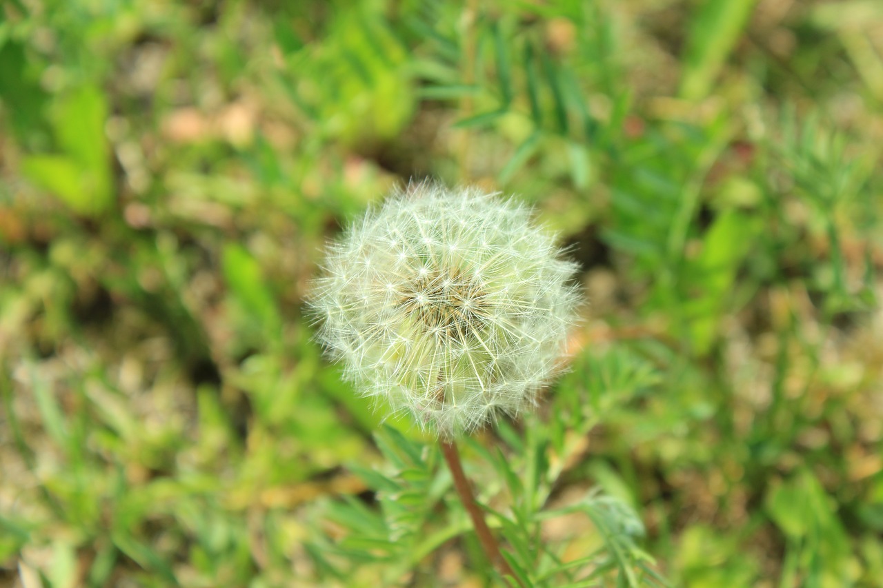 nature dandelion plant free photo