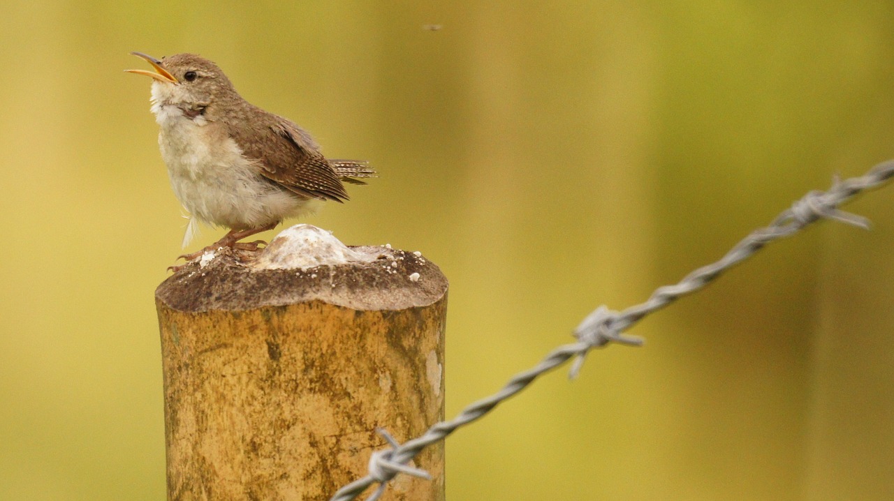 nature birds guatica free photo