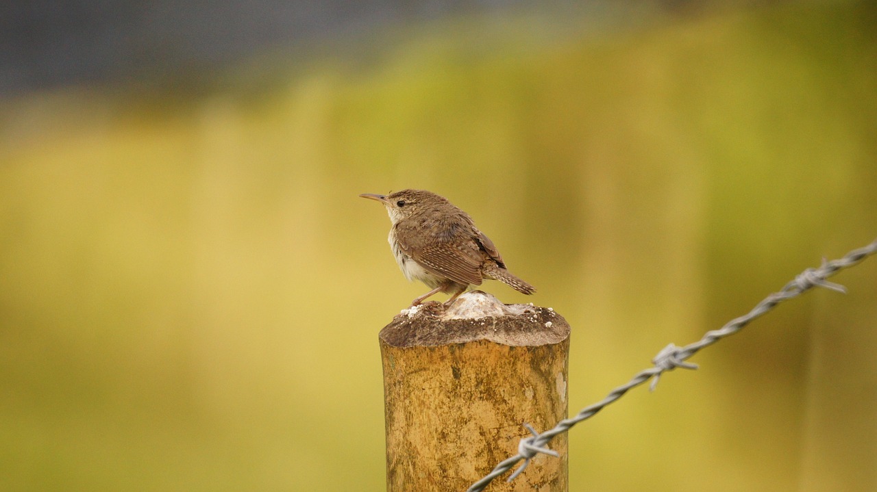 nature birds guatica free photo