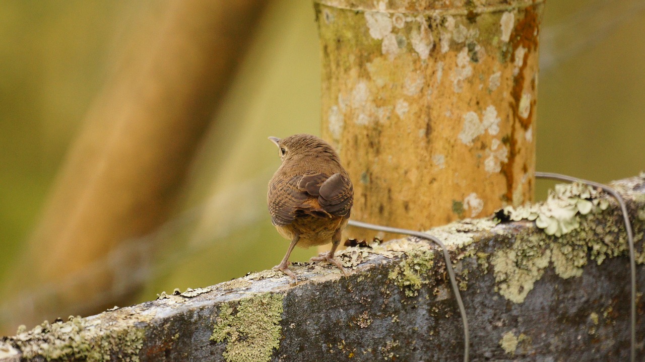 nature birds guatica free photo