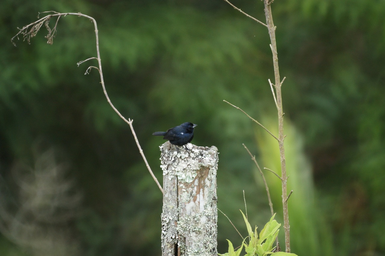 nature birds guatica free photo