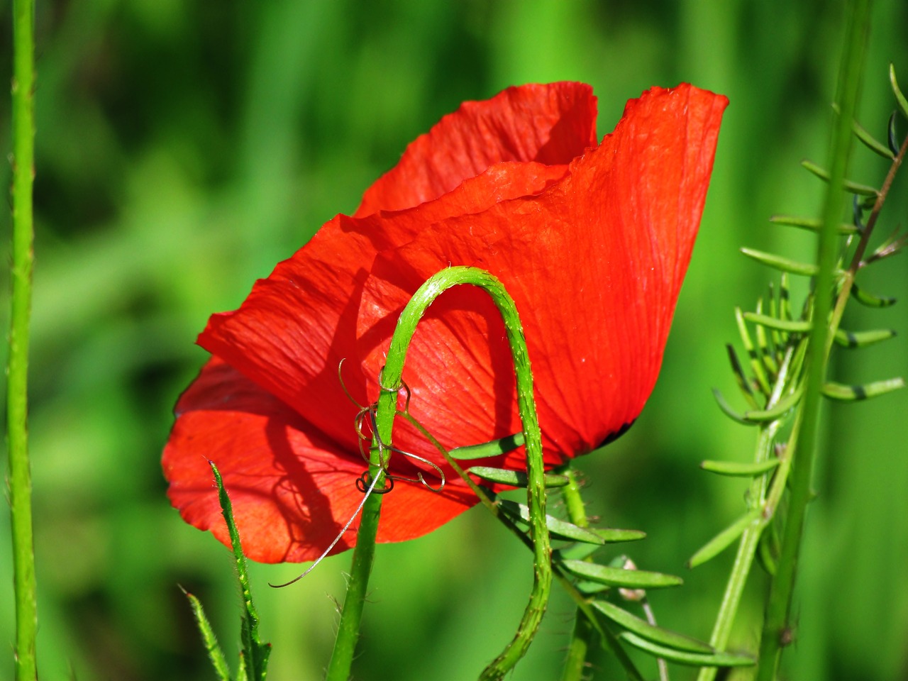 nature poppy green free photo