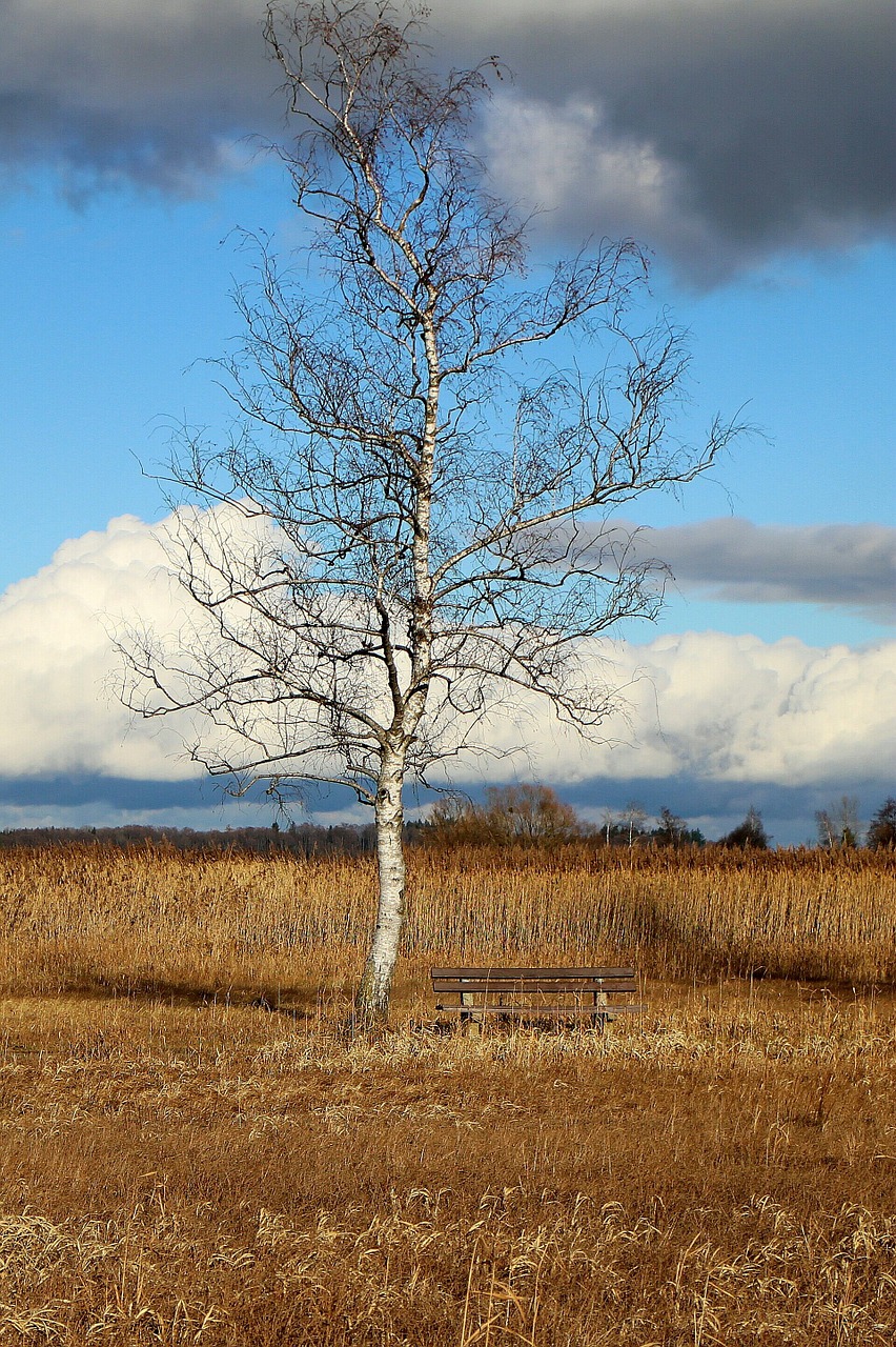 nature tree birch free photo