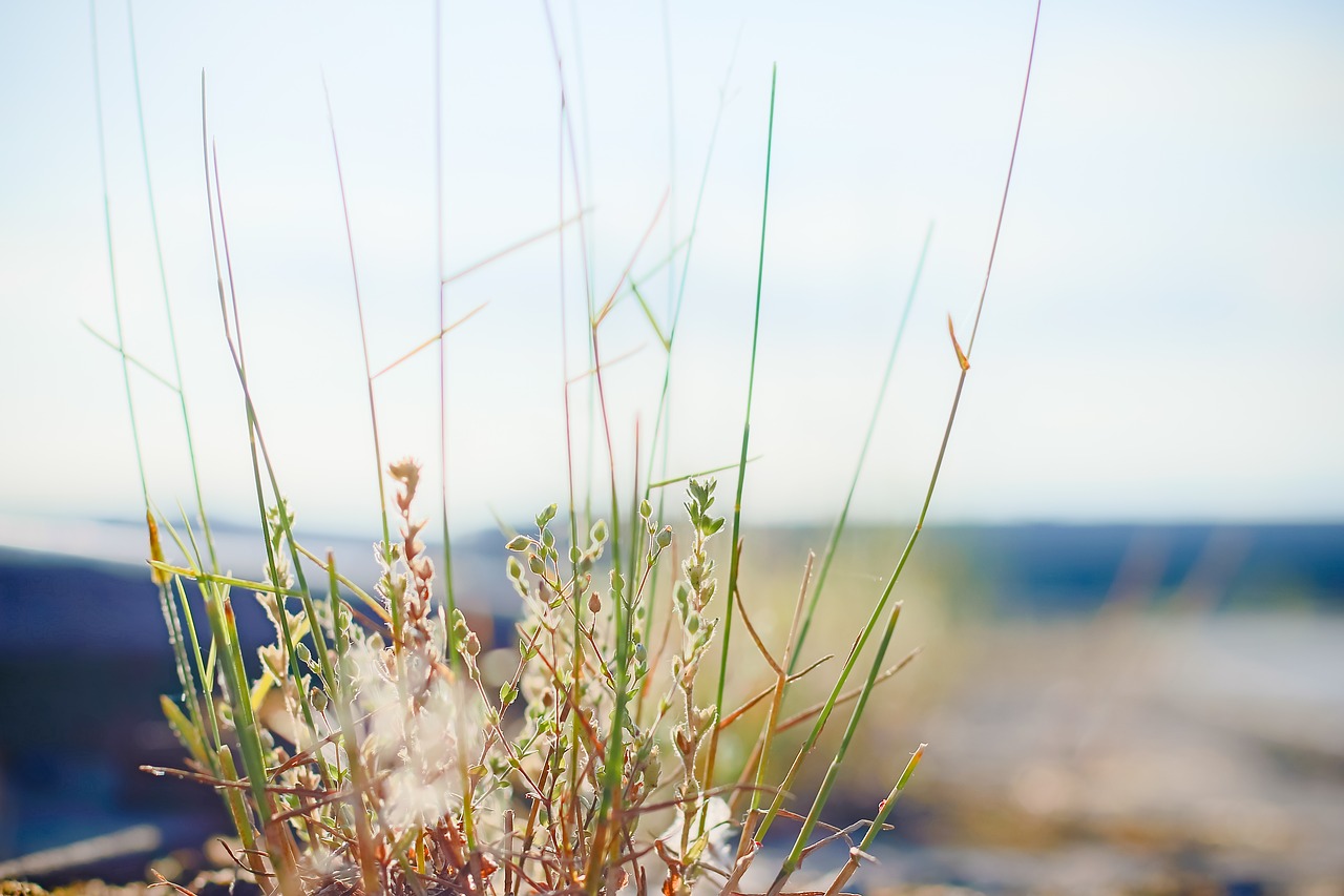 nature blades of grass meadow free photo