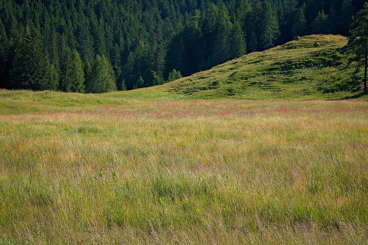 nature meadow natural lawn free photo