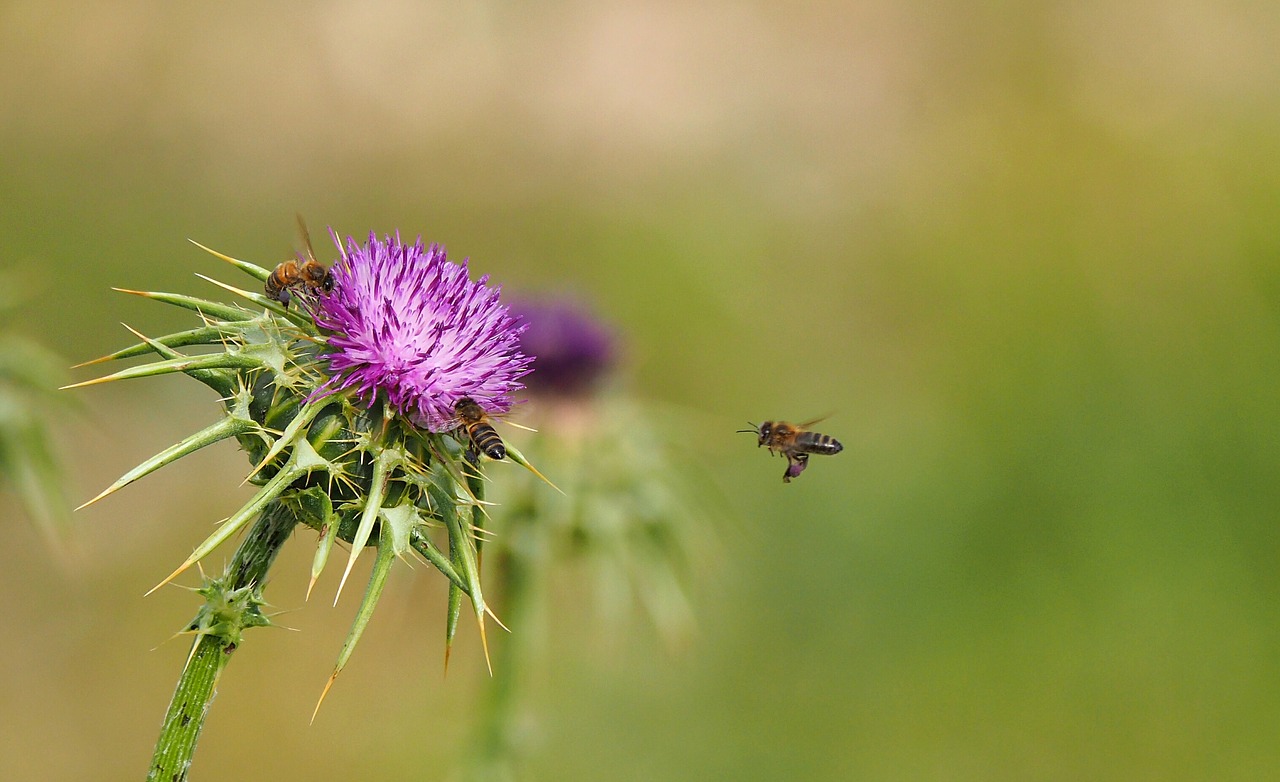 nature insect bees free photo