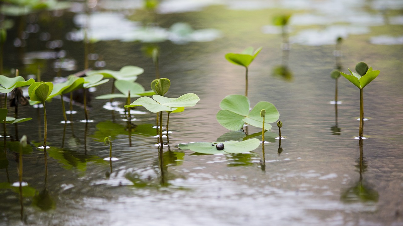 nature green lakeside free photo