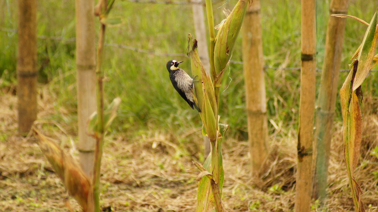 nature the field free photo