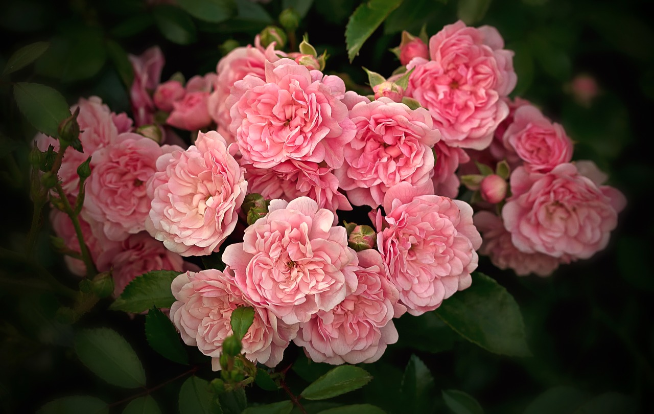 nature flowers ground cover rose free photo