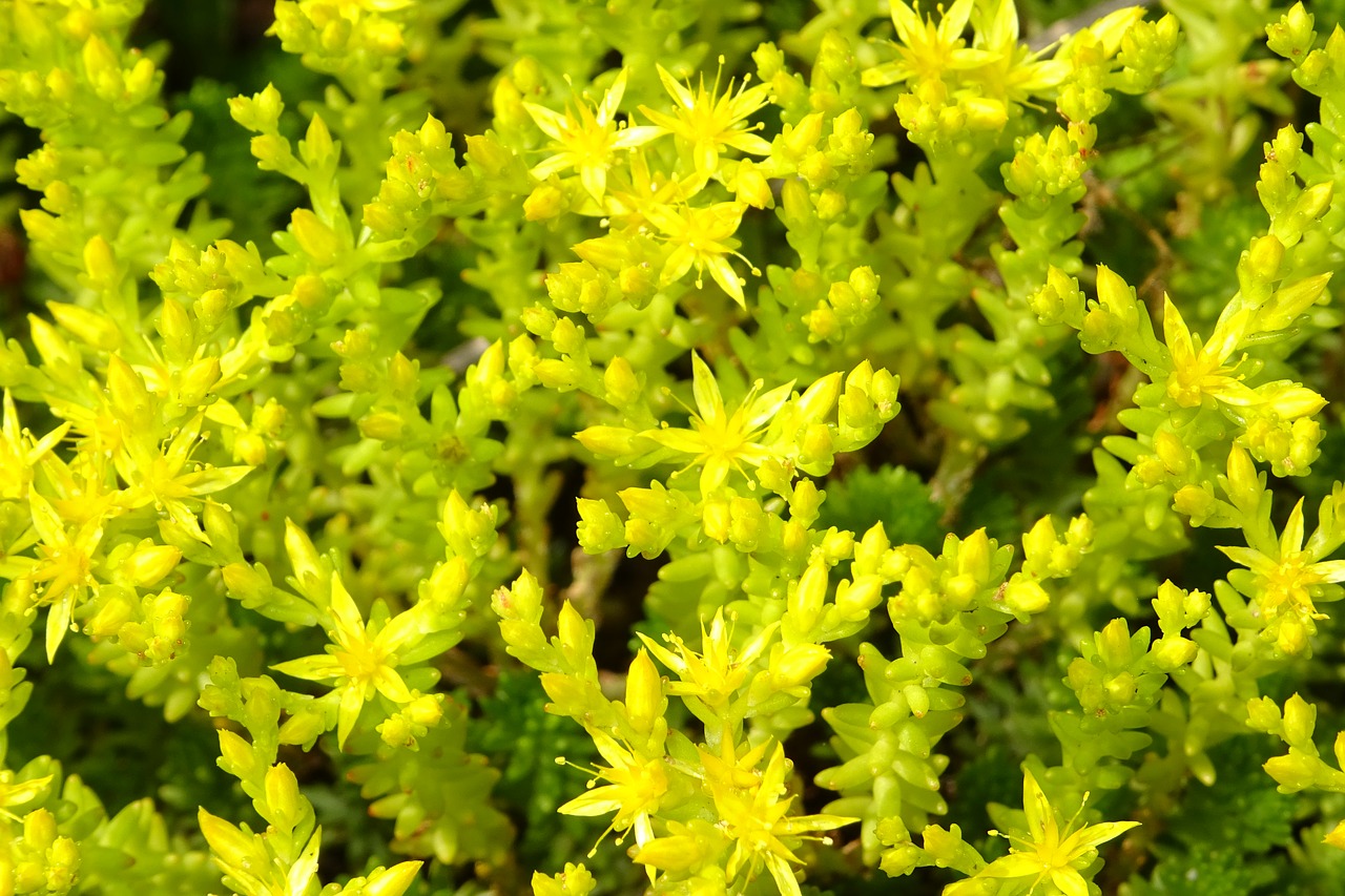 nature flowers yellow free photo