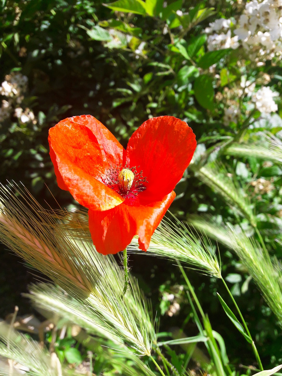 nature flower summer free photo