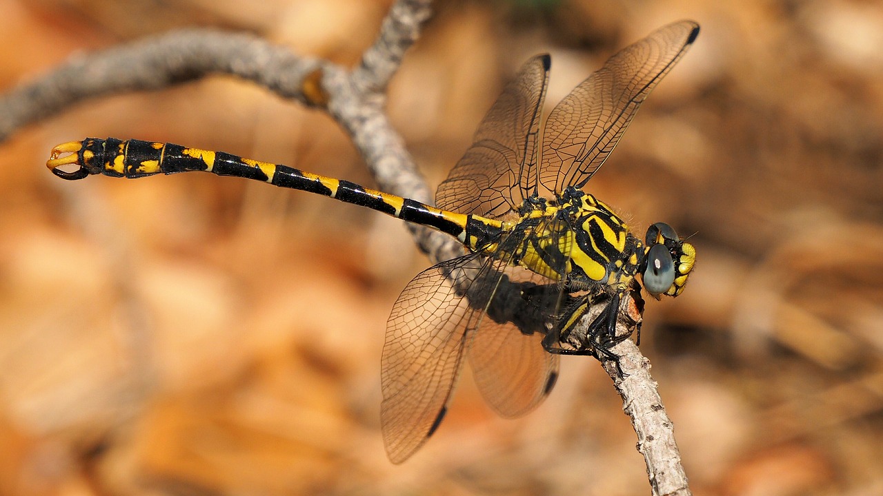 nature insect dragonfly free photo