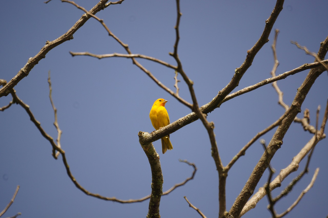 nature birds barcelona free photo