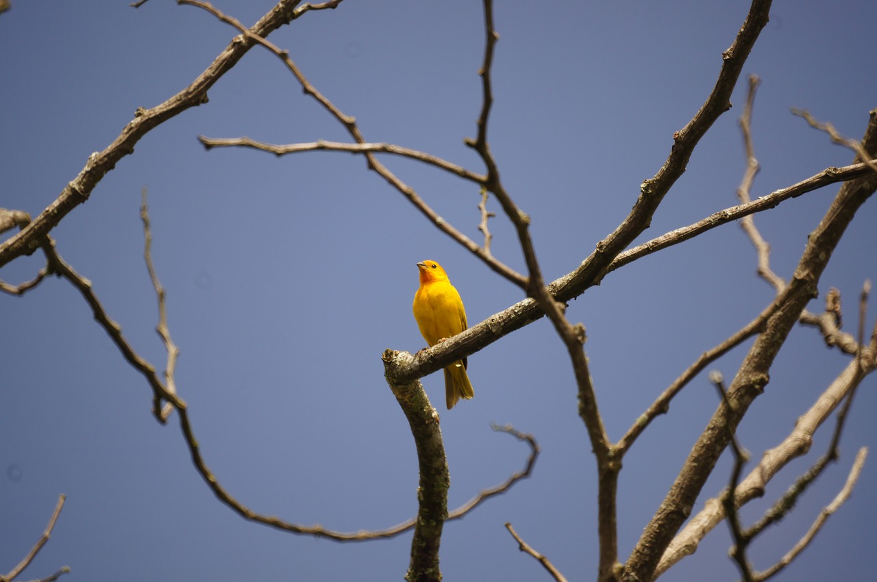 nature birds barcelona free photo