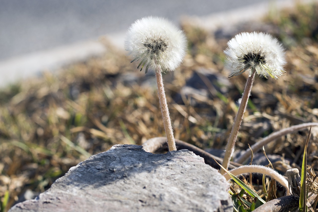 nature dandelion spring free photo