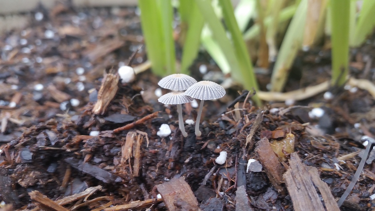 nature mushrooms close up free photo