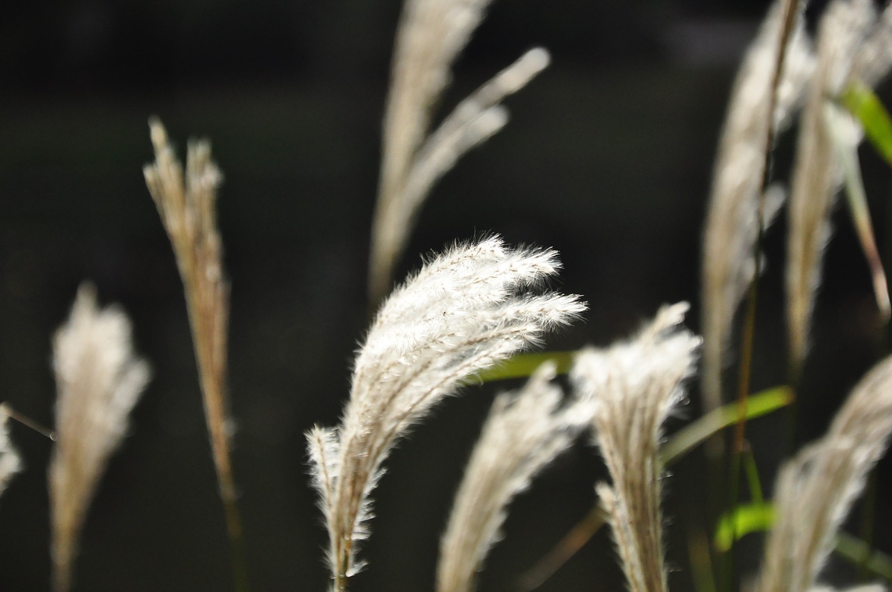 nature the sun grass free photo