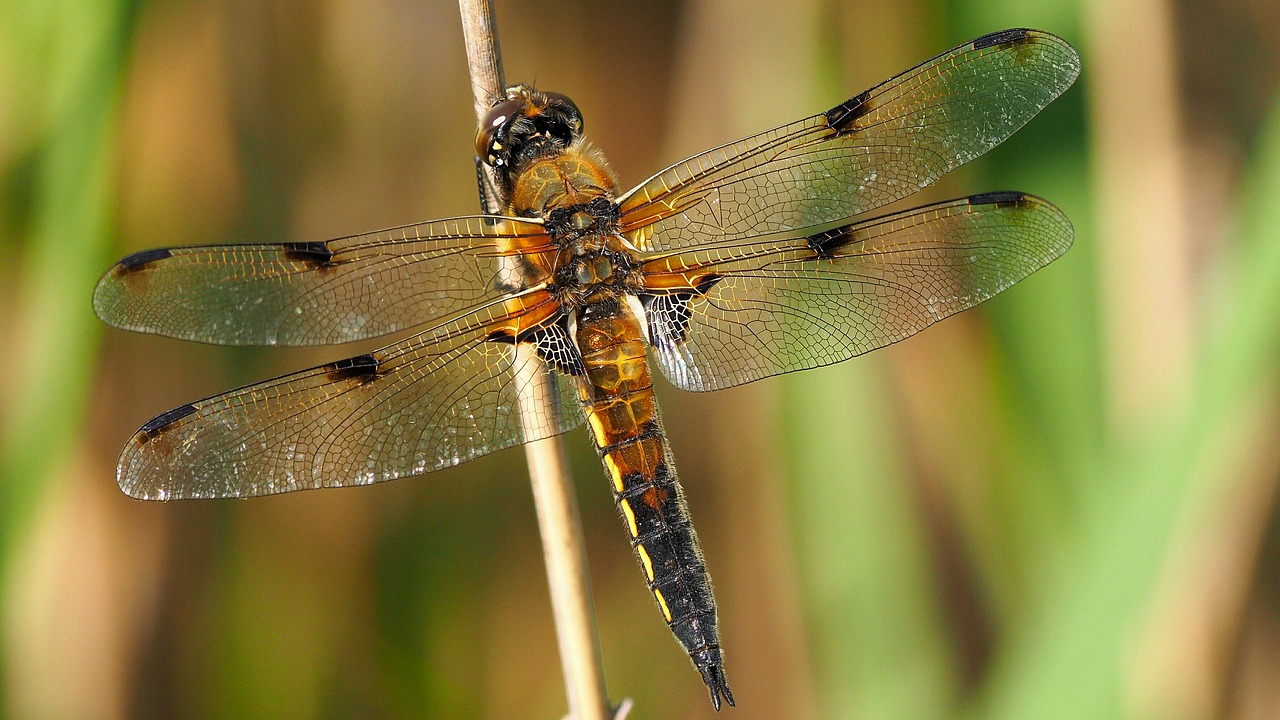 nature insects dragonfly free photo