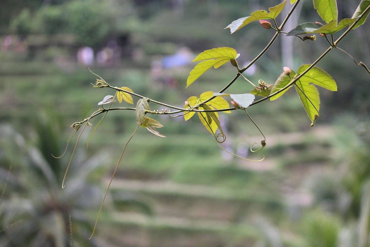 nature bali rice free photo