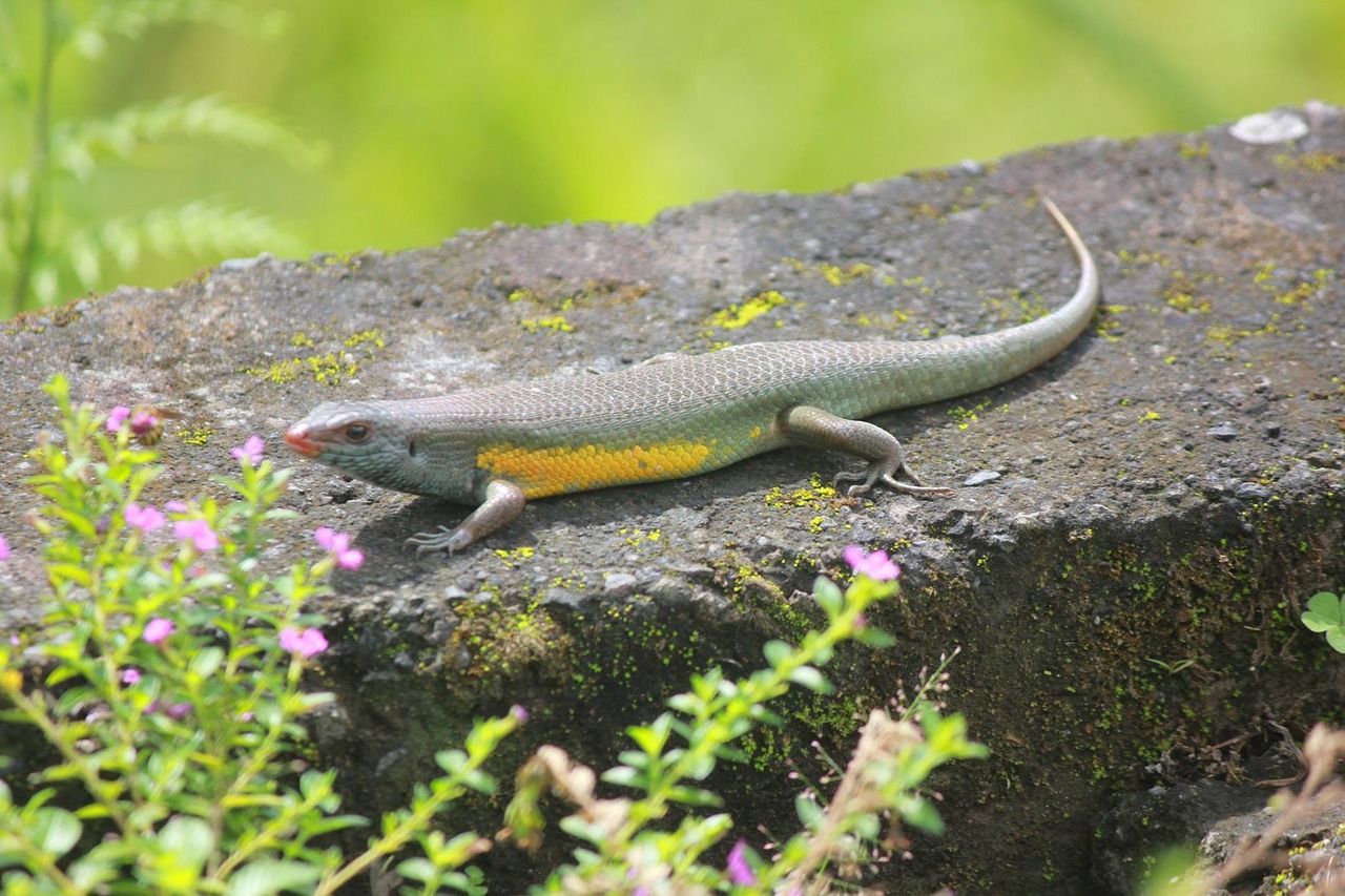 nature yellow lizard free photo