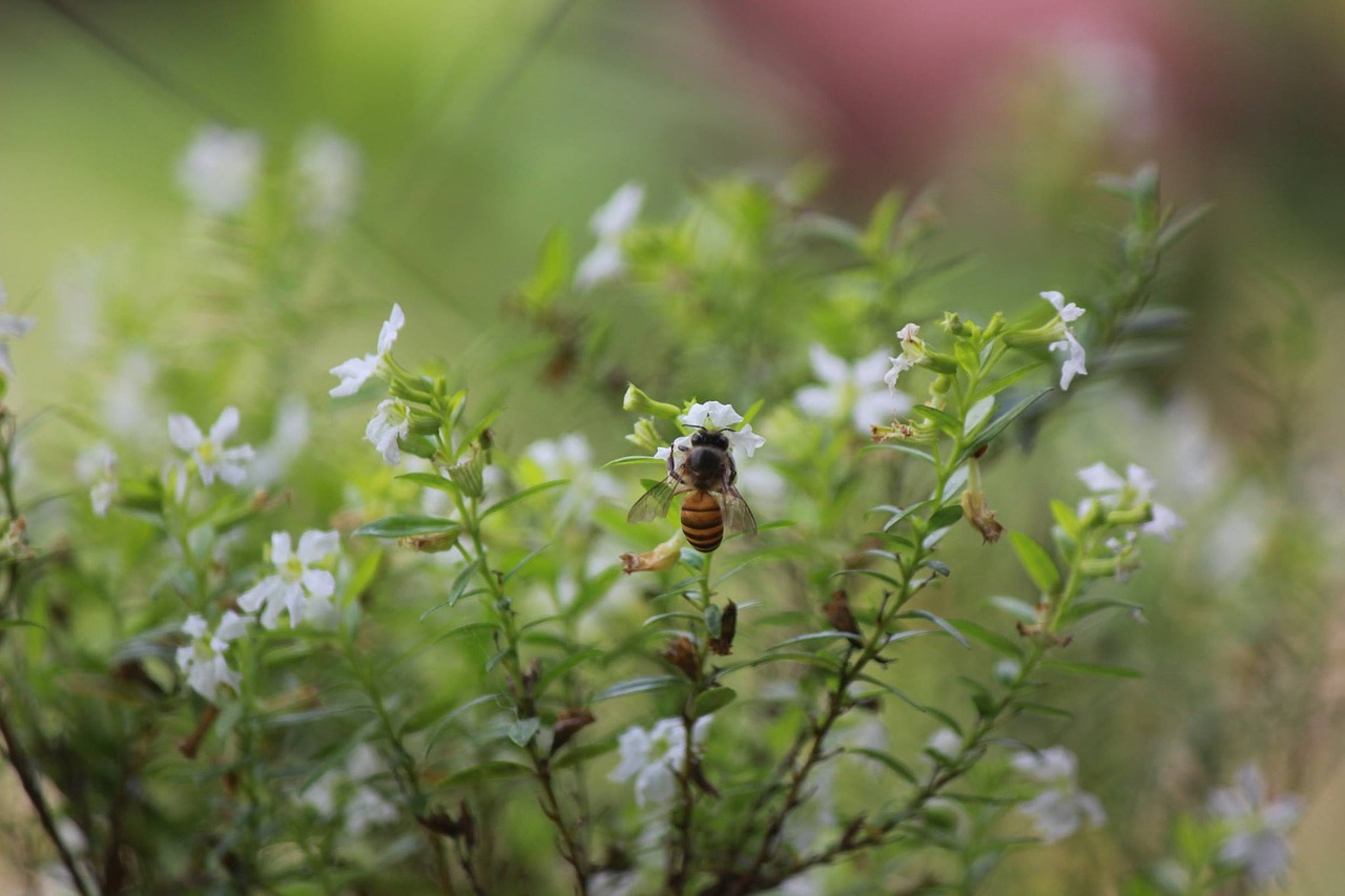 nature bee garden free photo