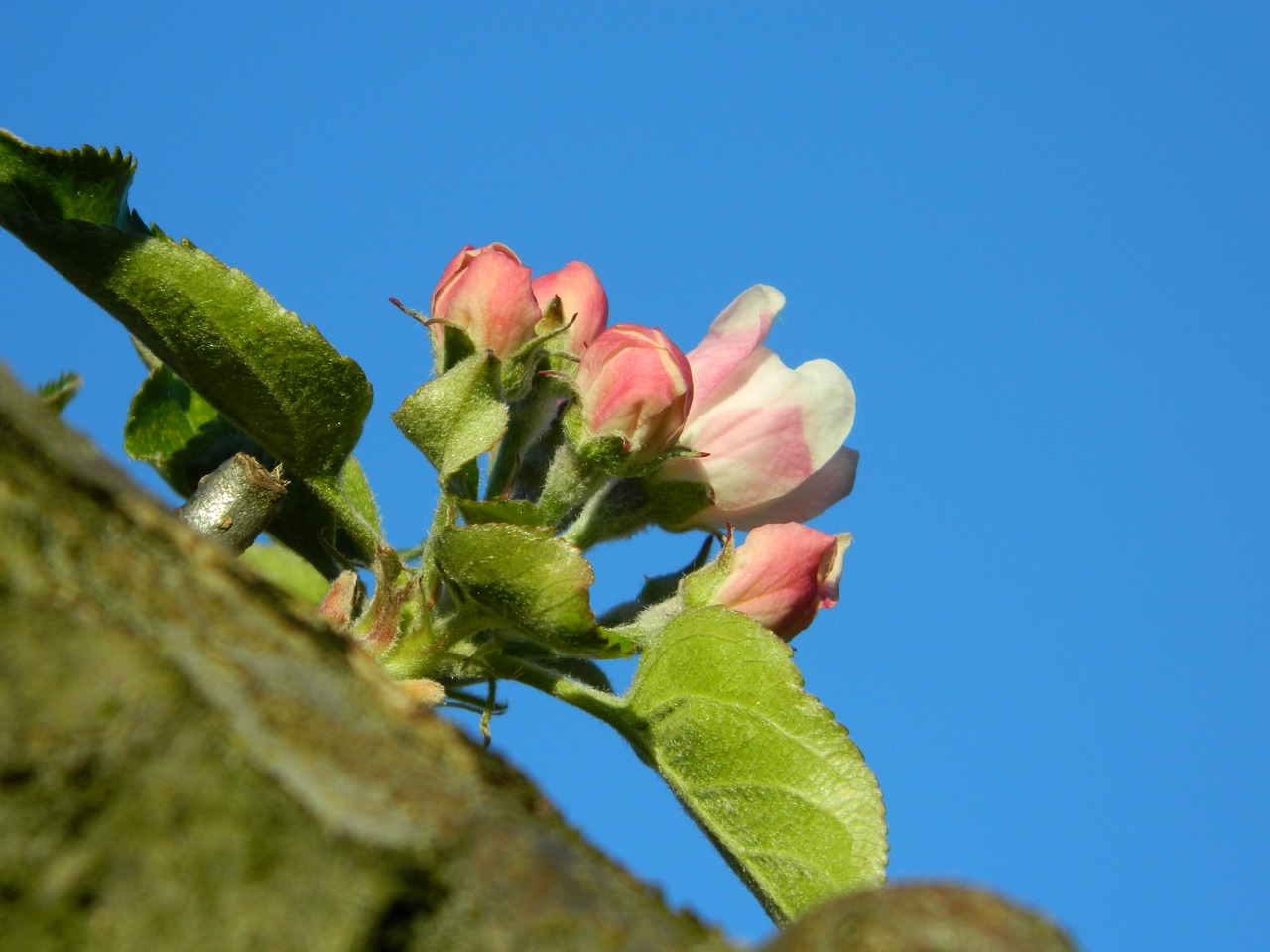 nature flower spain free photo