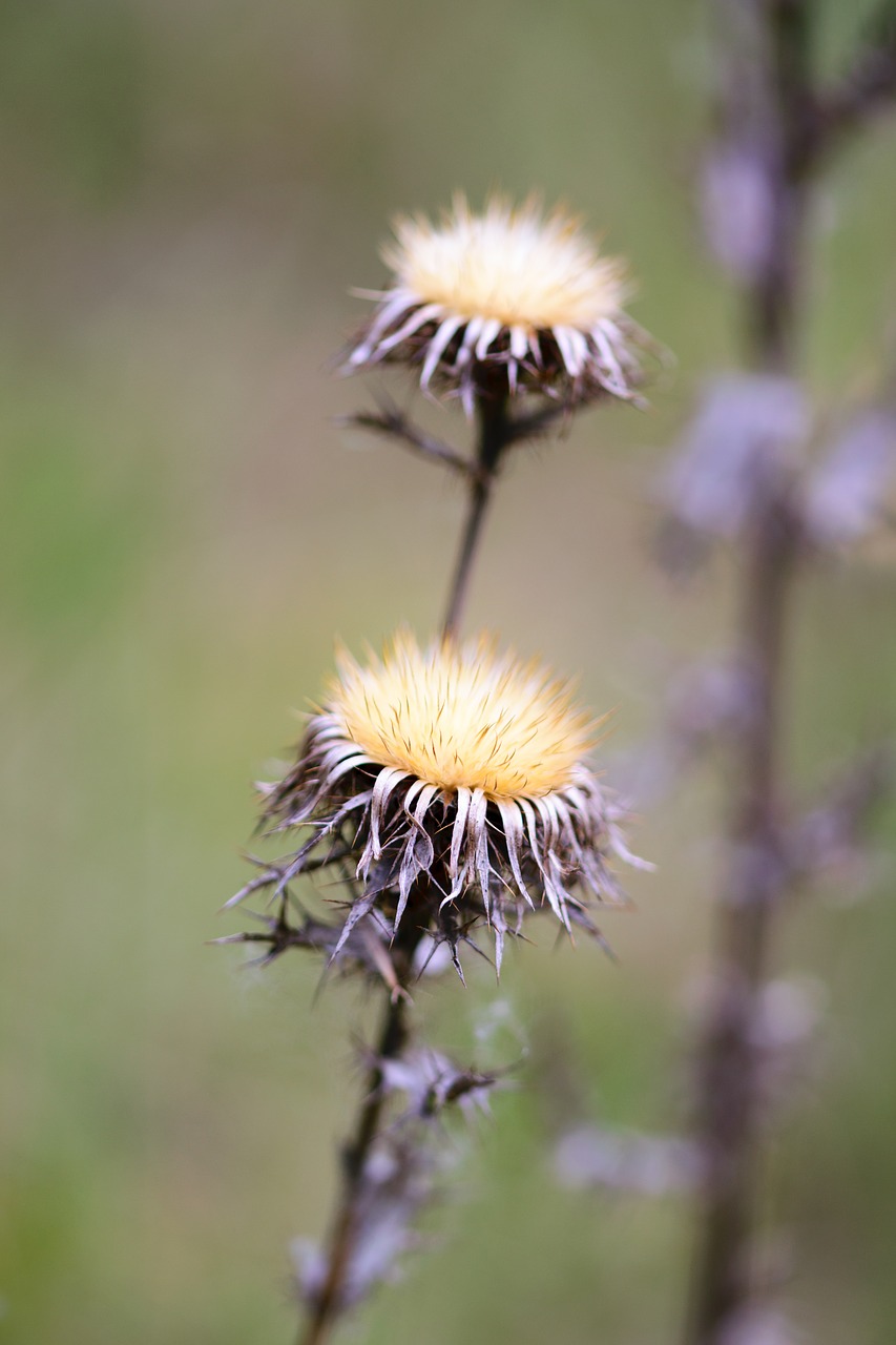 nature dandelion plant free photo