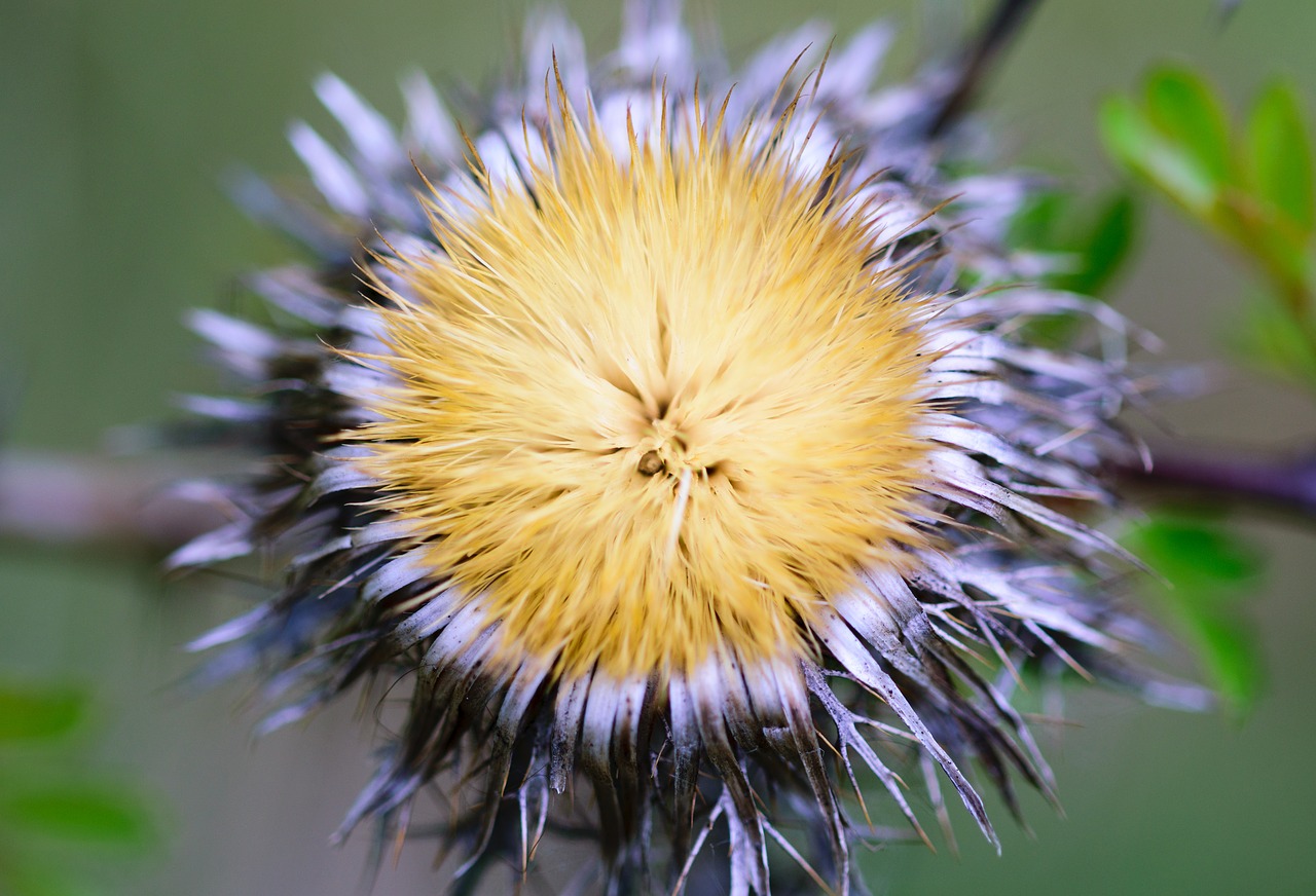 nature dandelion plant free photo