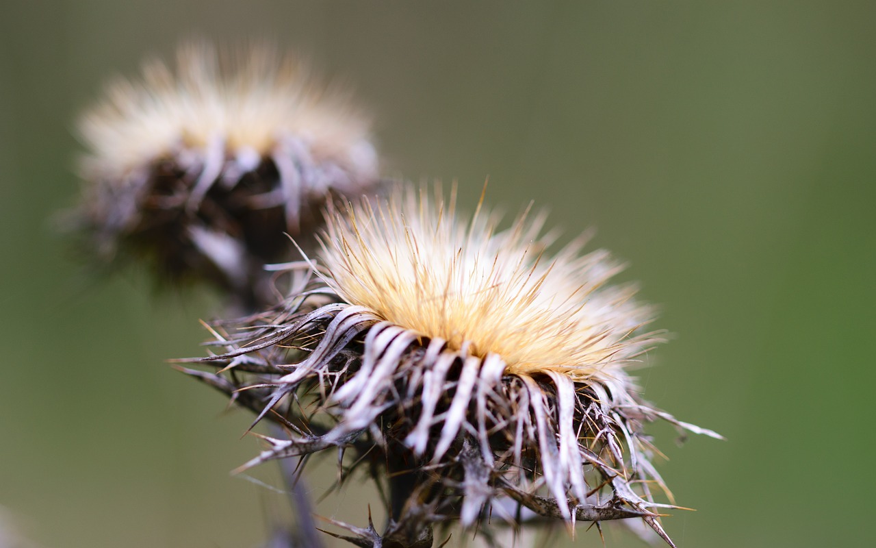 nature dandelion plant free photo