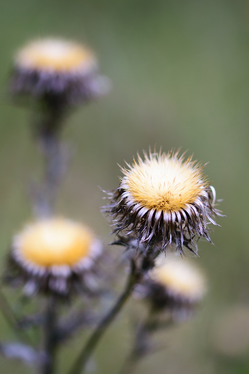 nature dandelion plant free photo