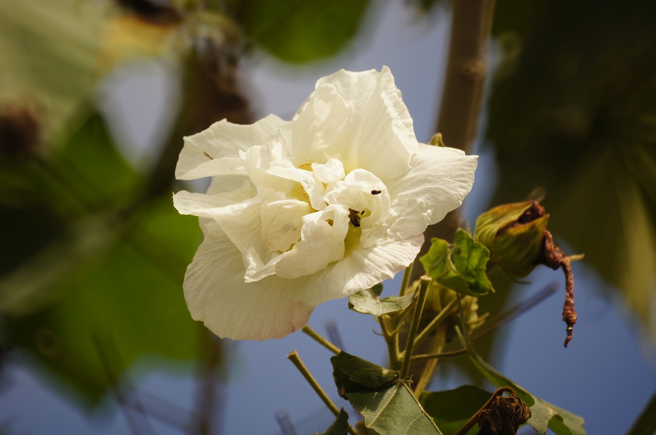 nature flora florez free photo