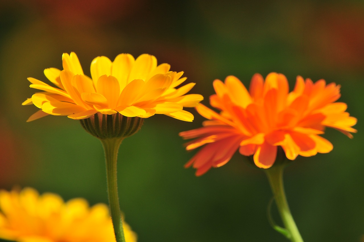 nature flower marigold free photo