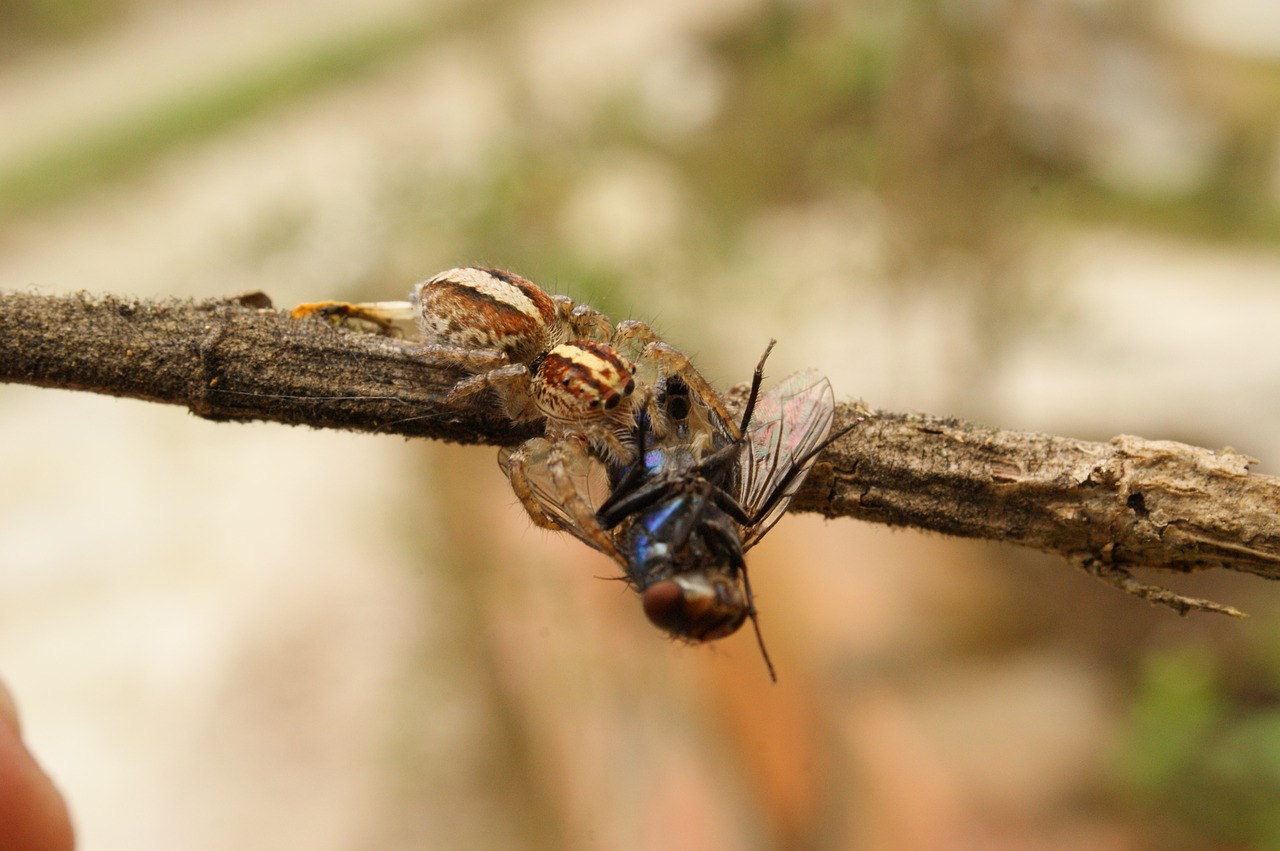 nature insects spider free photo