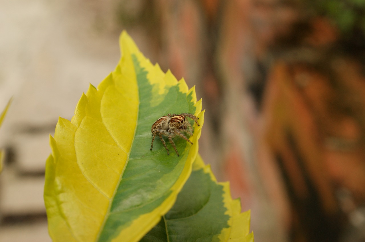 nature insects spider free photo