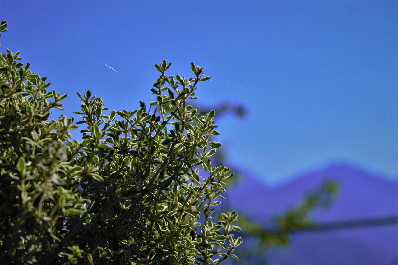 nature bush plant free photo