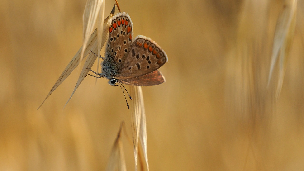 nature insects butterfly free photo